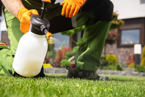 Best Flea Control Services  in San Felipe, TX