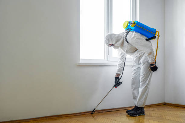 Best Wasp Removal Services  in San Felipe, TX