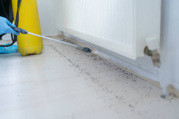 Best Best Pest Control Companies  in San Felipe, TX