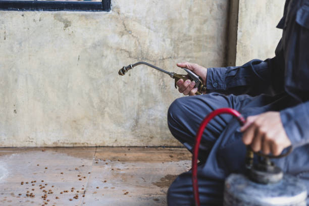 Best Ant Control Services  in San Felipe, TX